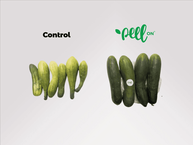Cucumber